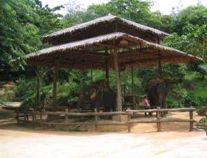 Thailand - Elefanten-Reiten